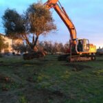 GTG-trapianto ulivi, giardini (1)