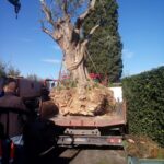 GTG-trapianto ulivi, giardini (10)