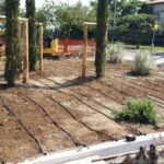 GTG-trapianto ulivi, giardini (14)