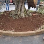 GTG-trapianto ulivi, giardini (3)