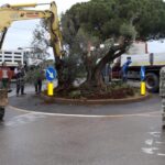 GTG-trapianto ulivi, giardini (4)