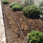 GTG-trapianto ulivi, giardini (7)