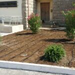 GTG-trapianto ulivi, giardini (8)